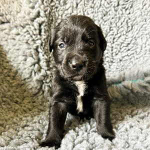 Buddy - Borador Puppy