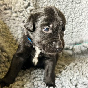 Buddy - Borador Puppy