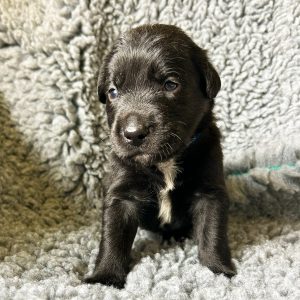 Buddy - Borador Puppy