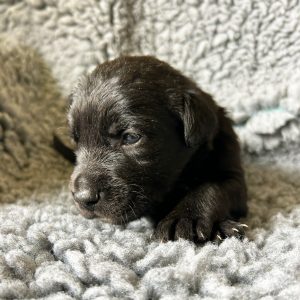 Buddy - Borador Puppy