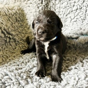 Buddy - Borador Puppy