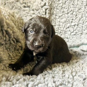 Buddy - Borador Puppy