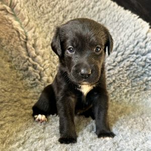 Bambi - Borador Puppy - Female - Purple Collar