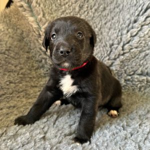 Bambi - Borador Puppy - Female - Purple Collar