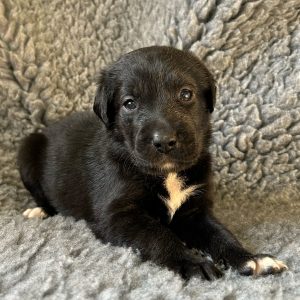 Bambi - Borador Puppy - Female - Purple Collar