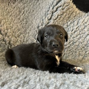 Bambi - Borador Puppy - Female - Purple Collar