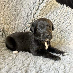 Bambi - Borador Puppy - Female - Purple Collar