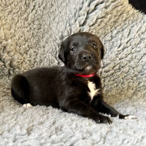 Bambi - Borador Puppy - Female - Purple Collar