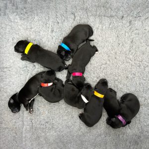 Borador Puppies Devon