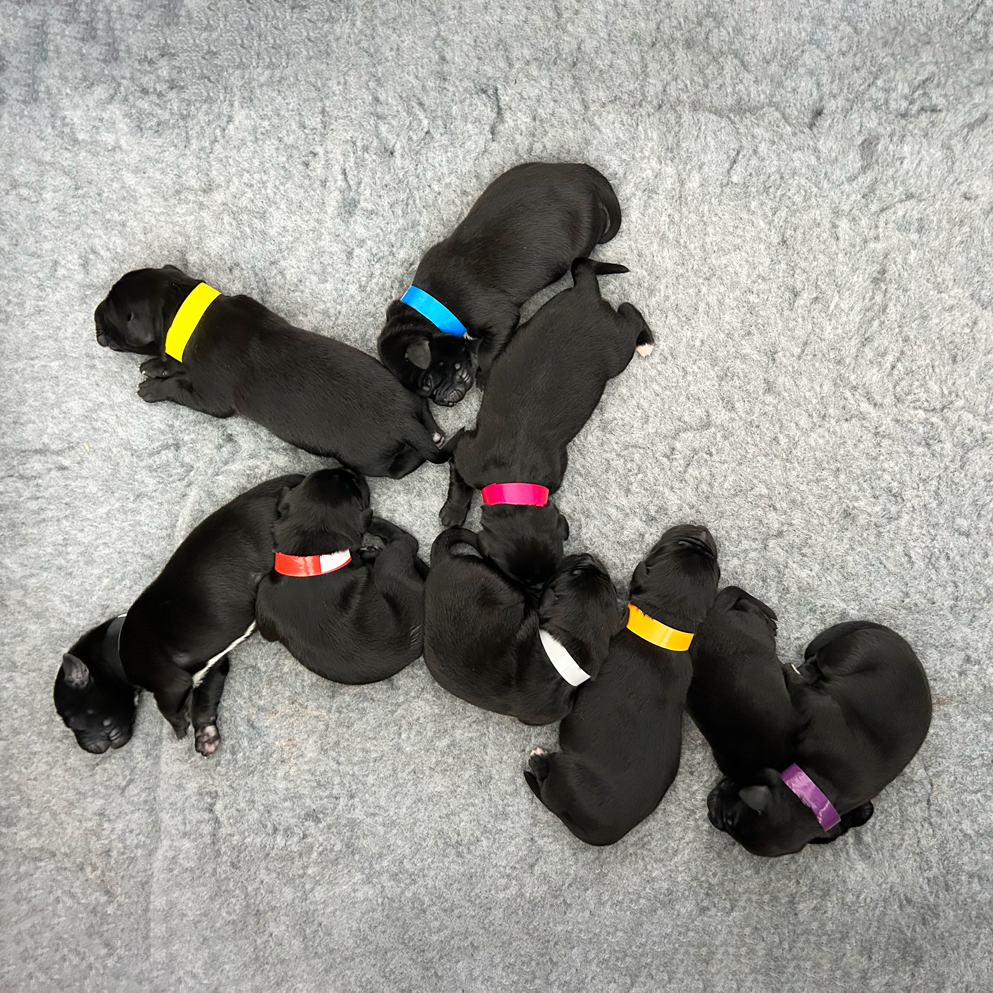 Borador Puppies Devon