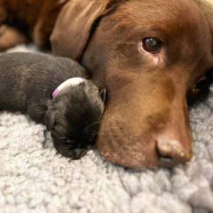 Borador Puppies for Sale Devon