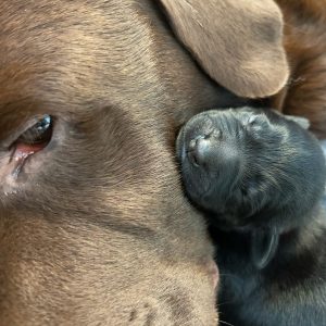 Borador Puppies for Sale Devon