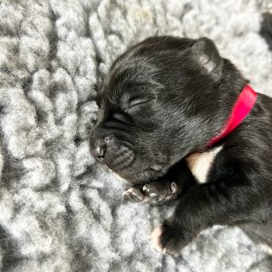 Borador Puppies for Sale Devon