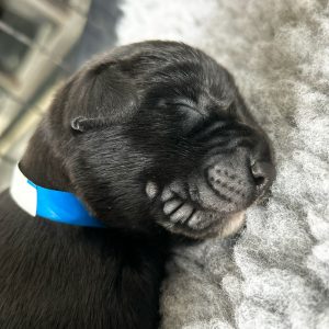 Borador Puppies for Sale Devon