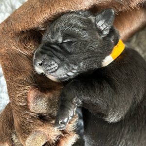Borador Puppies for Sale Devon
