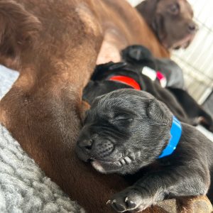 Borador Puppies for Sale Devon