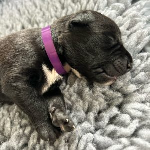 Borador Puppies for Sale Devon
