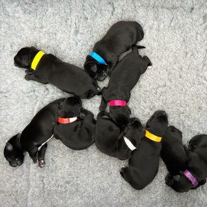 Borador Puppies for Sale Devon