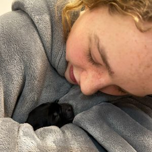 Borador Puppies for Sale Devon