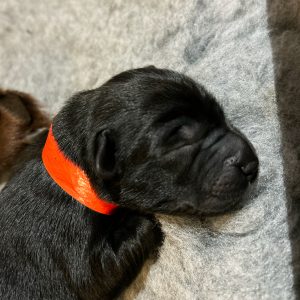 Borador Puppies for Sale Devon