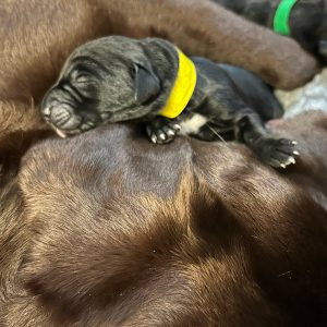 Borador Puppies for Sale Devon