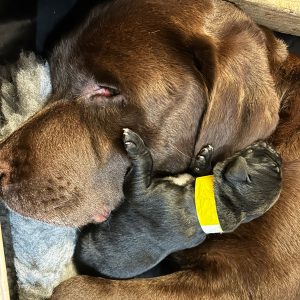Borador Puppies for Sale Devon