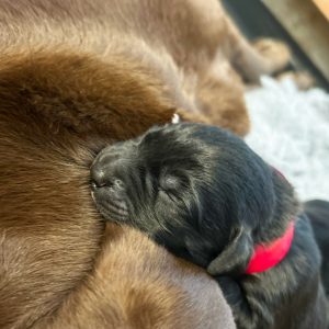 Borador Puppies for Sale Devon