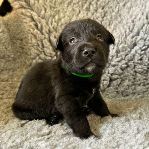 Chop - Borador Puppy - Male - Green Collar