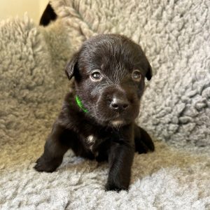 Chop - Borador Puppy - Male - Green Collar