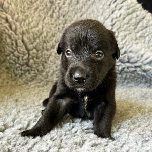 Chop - Borador Puppy - Male - Green Collar