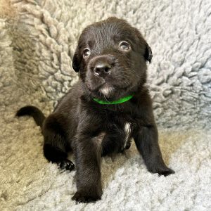 Chop - Borador Puppy - Male - Green Collar