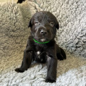 Chop - Borador Puppy - Male - Green Collar