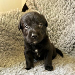 Chop - Borador Puppy - Male - Green Collar