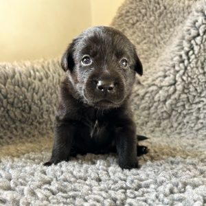 Clifford - Borador Puppy - Male - Red Collar