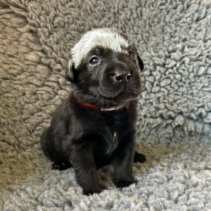 Clifford - Borador Puppy - Male - Red Collar
