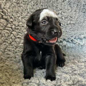 Clifford - Borador Puppy - Male - Red Collar