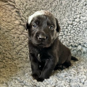 Clifford - Borador Puppy - Male - Red Collar