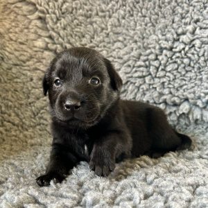 Clifford - Borador Puppy - Male - Red Collar