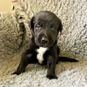 George - Borador Puppy - Male - Black Collar