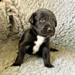 George - Borador Puppy - Male - Black Collar