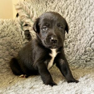George - Borador Puppy - Male - Black Collar