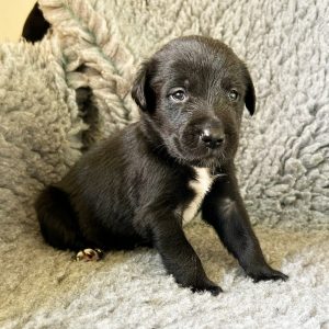 George - Borador Puppy - Male - Black Collar
