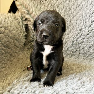 George - Borador Puppy - Male - Black Collar