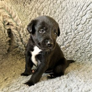 George - Borador Puppy - Male - Black Collar