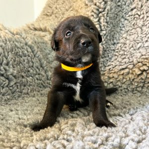 Sandy - Borador Puppy - Female - Orange Collar