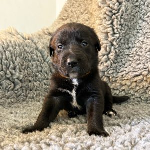 Sandy - Borador Puppy - Female - Orange Collar