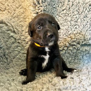 Sandy - Borador Puppy - Female - Orange Collar