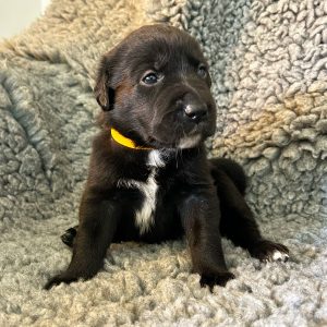 Sandy - Borador Puppy - Female - Orange Collar