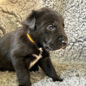 Sandy - Borador Puppy - Female - Orange Collar