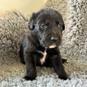 Sandy - Borador Puppy - Female - Orange Collar